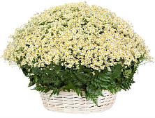 Цветочная композиция из Ромашки в корзине #REPLACE_PRED# Углегорске